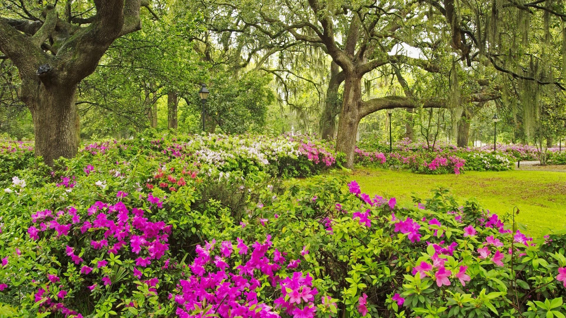 Fonds d'cran Nature Fleurs garden-flowers