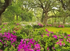  Nature garden-flowers