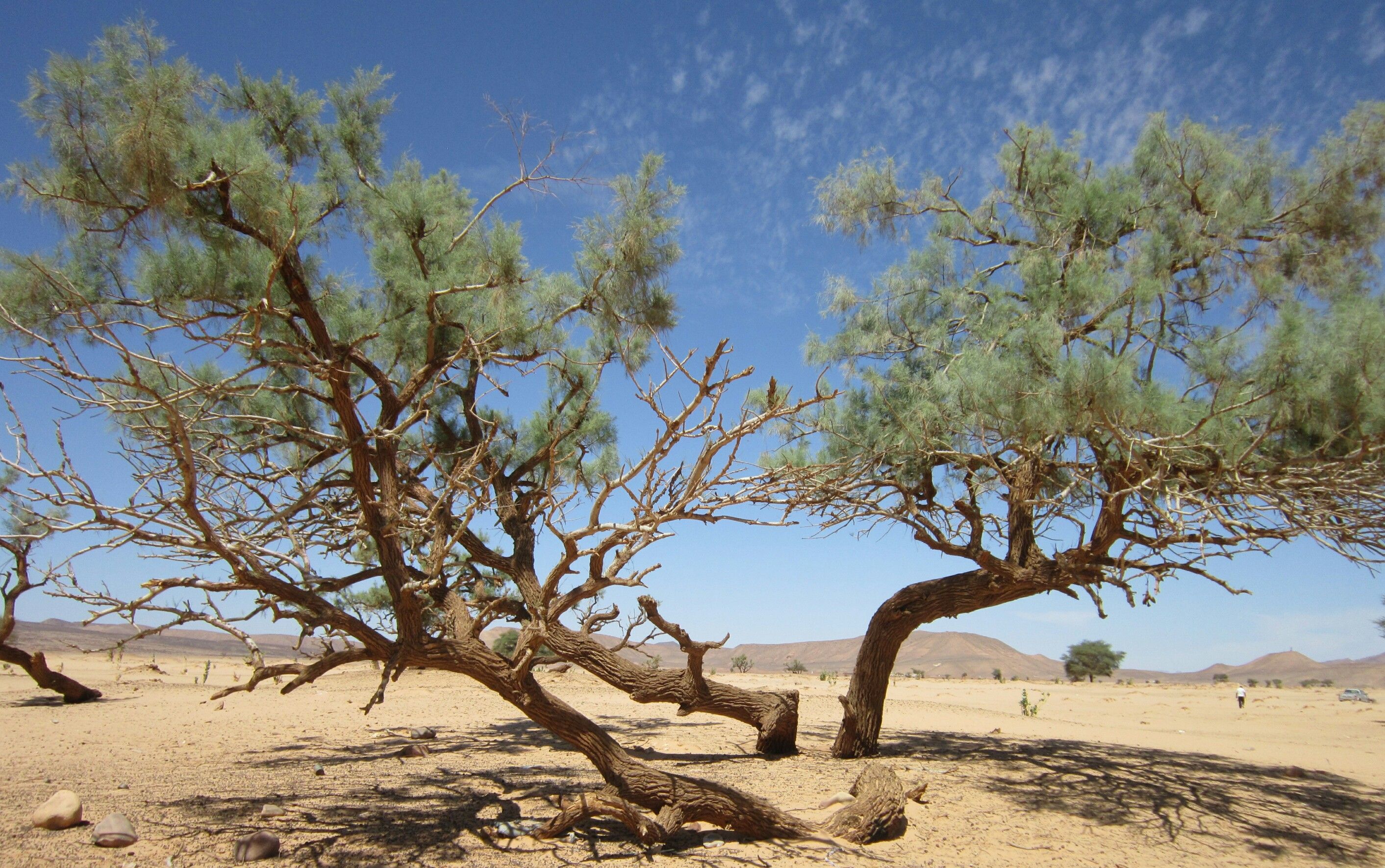 Fonds d'cran Nature Arbres - Forts 