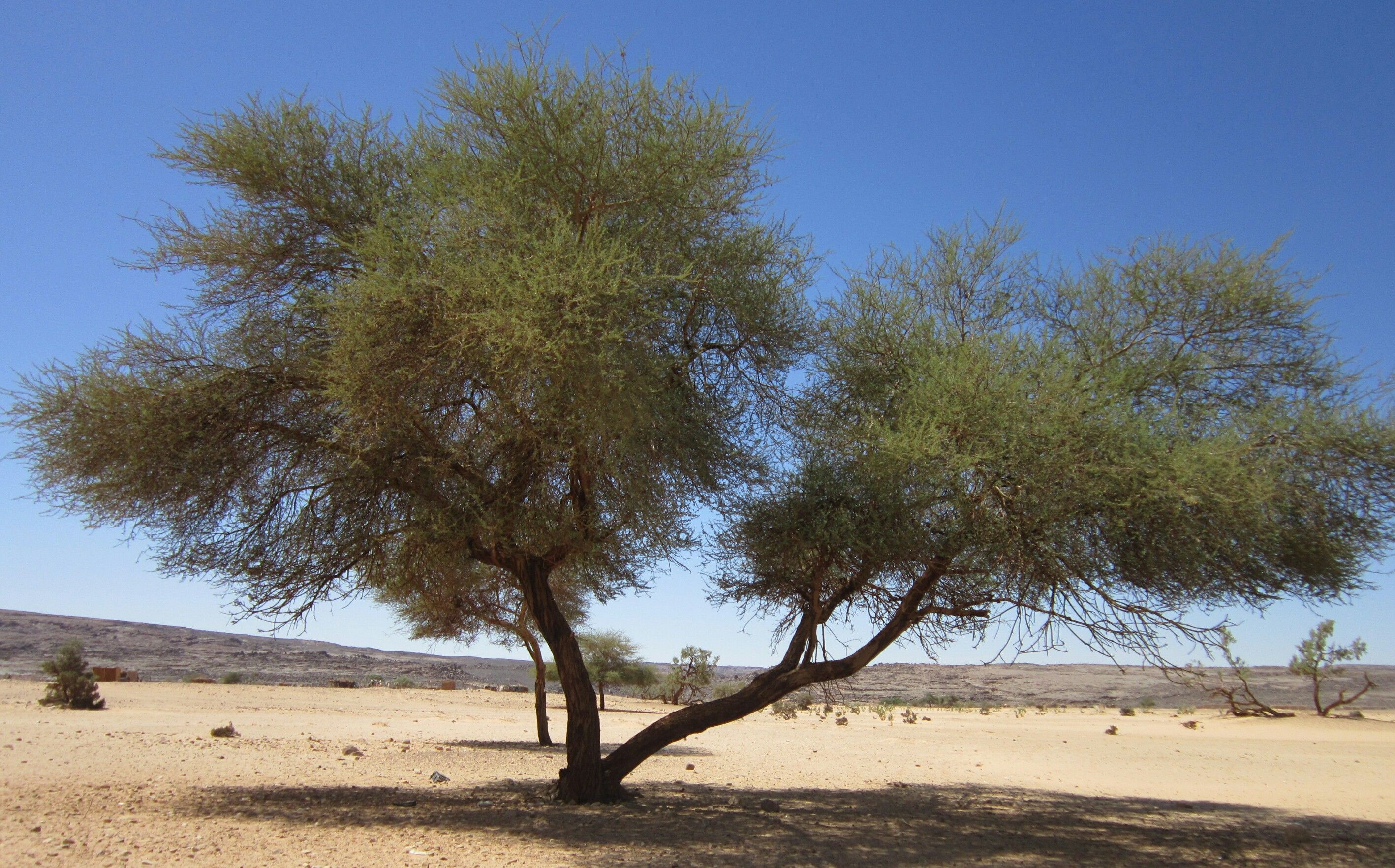 Fonds d'cran Nature Arbres - Forts 