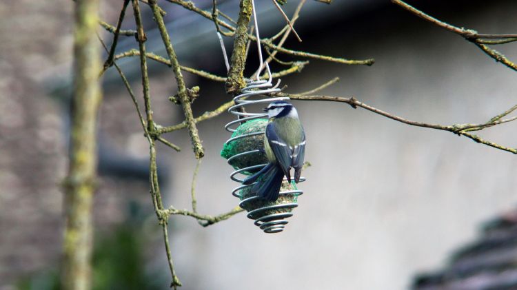 Fonds d'cran Animaux Oiseaux - Msanges Msange bleue