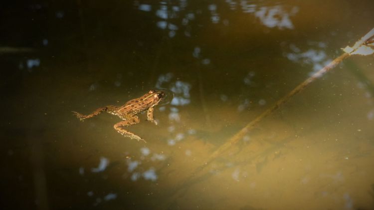 Wallpapers Animals Frogs - Toads Comme un crapaud dans l'eau