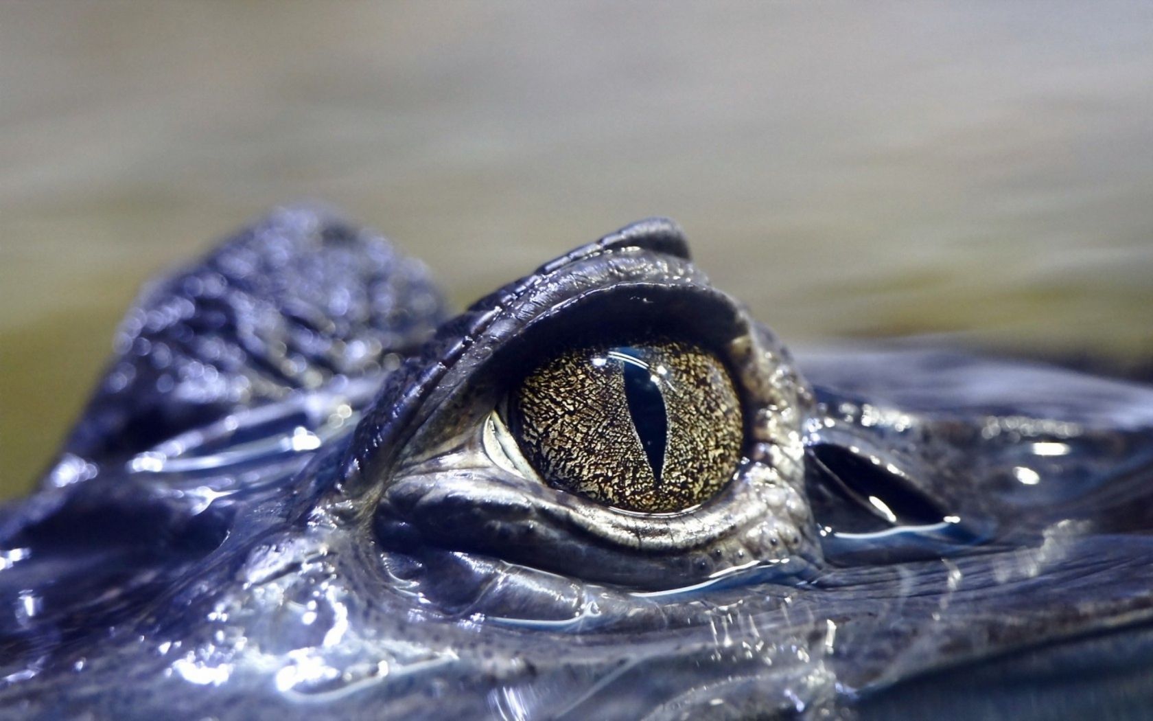 Fonds d'cran Animaux Crocodiles - Alligators - Camans crocodile_eyes