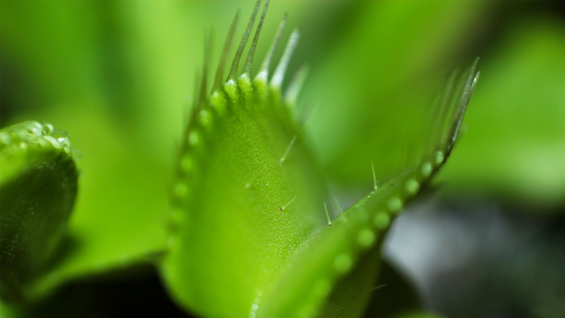 Fonds d'cran Nature Plantes grasses Enfer vert