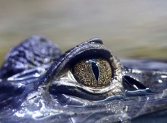  Animaux crocodile_eyes