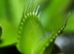  Nature Enfer vert