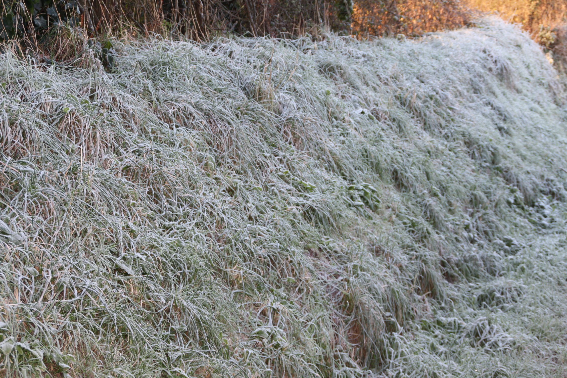 Fonds d'cran Nature Saisons - Hiver Gelée matinale 