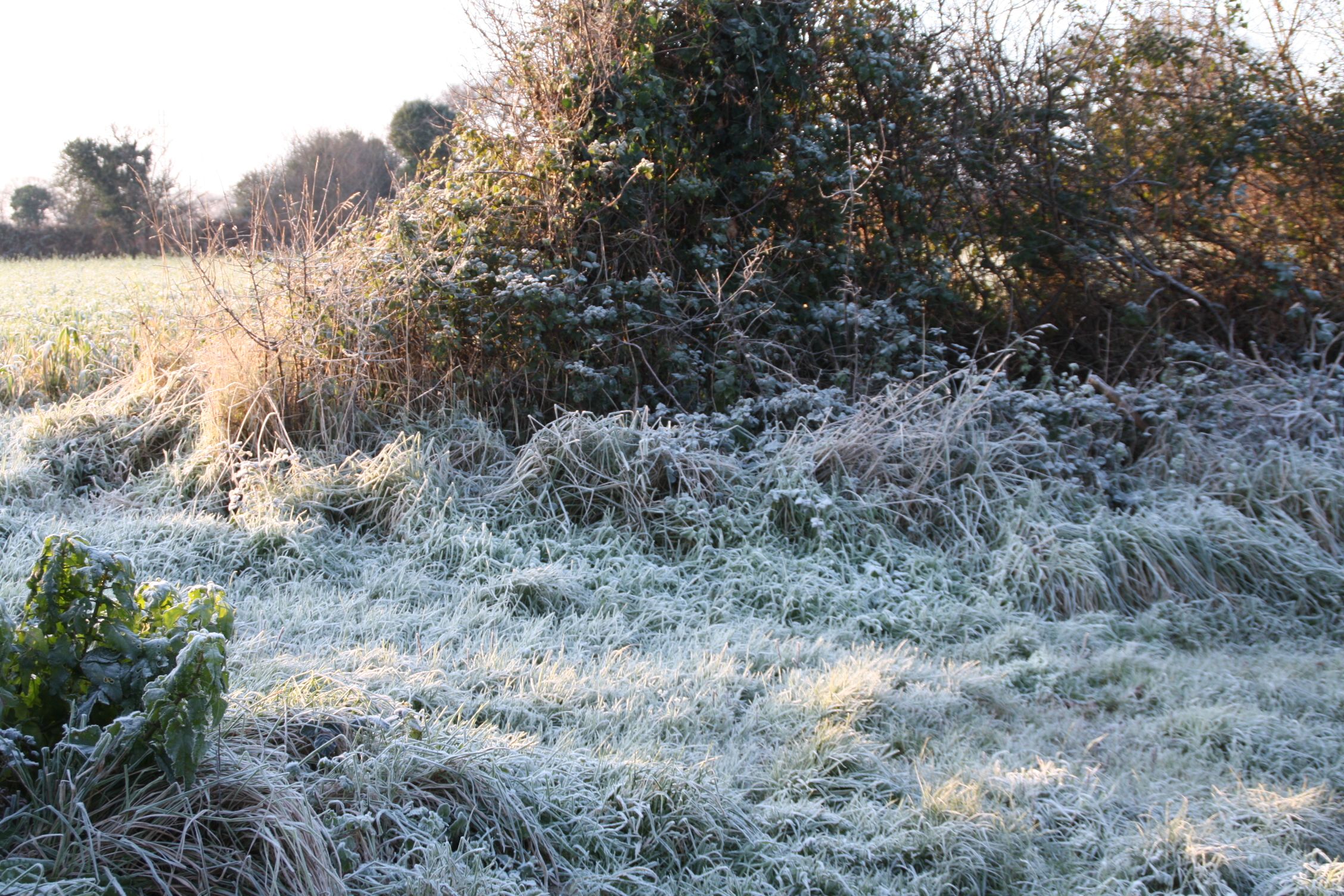 Fonds d'cran Nature Saisons - Hiver Gelée matinale 