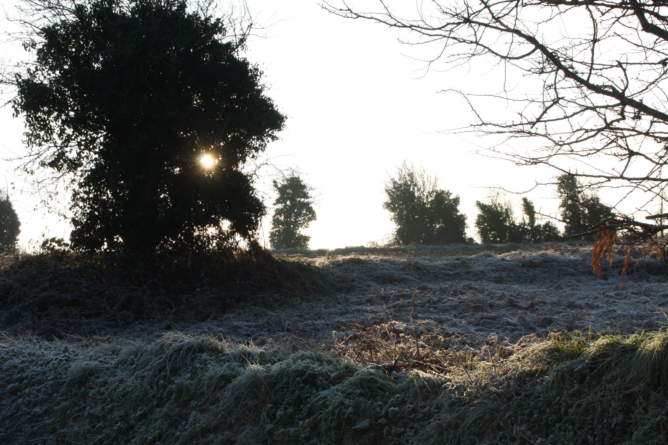 Fonds d'cran Nature Saisons - Hiver Gelée matinale 