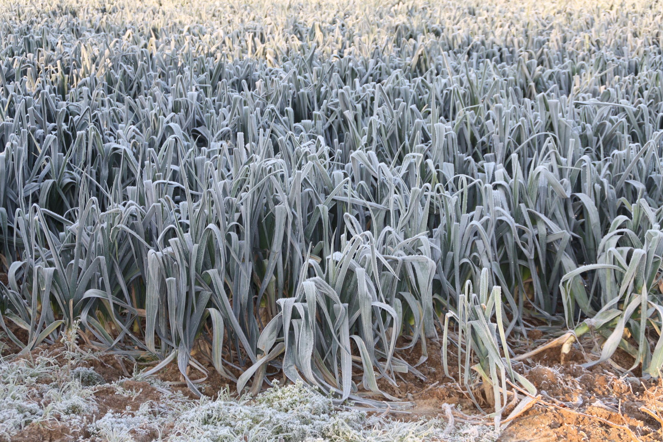 Wallpapers Nature Saisons - Winter Gele matinale 