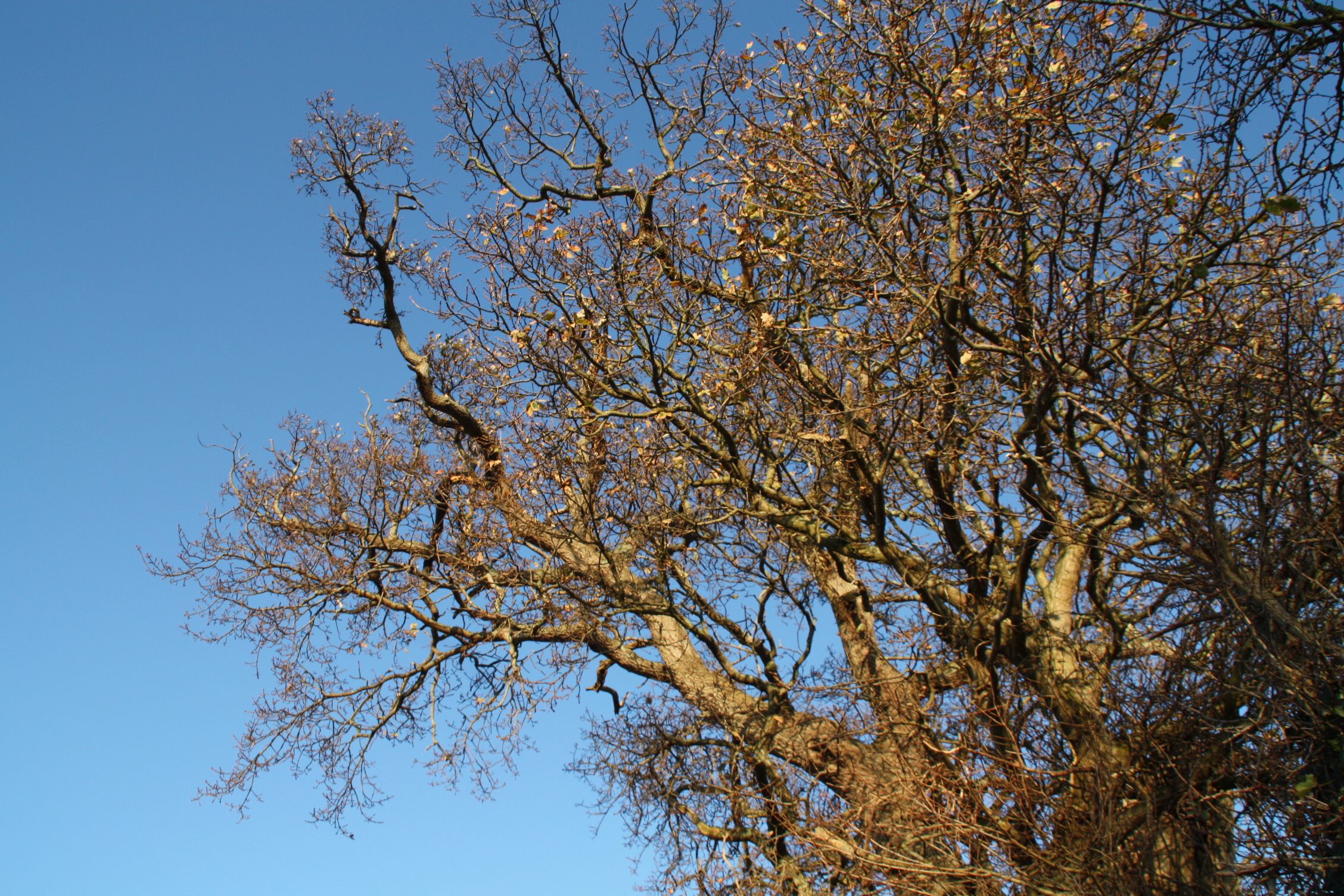 Fonds d'cran Nature Arbres - Forts 