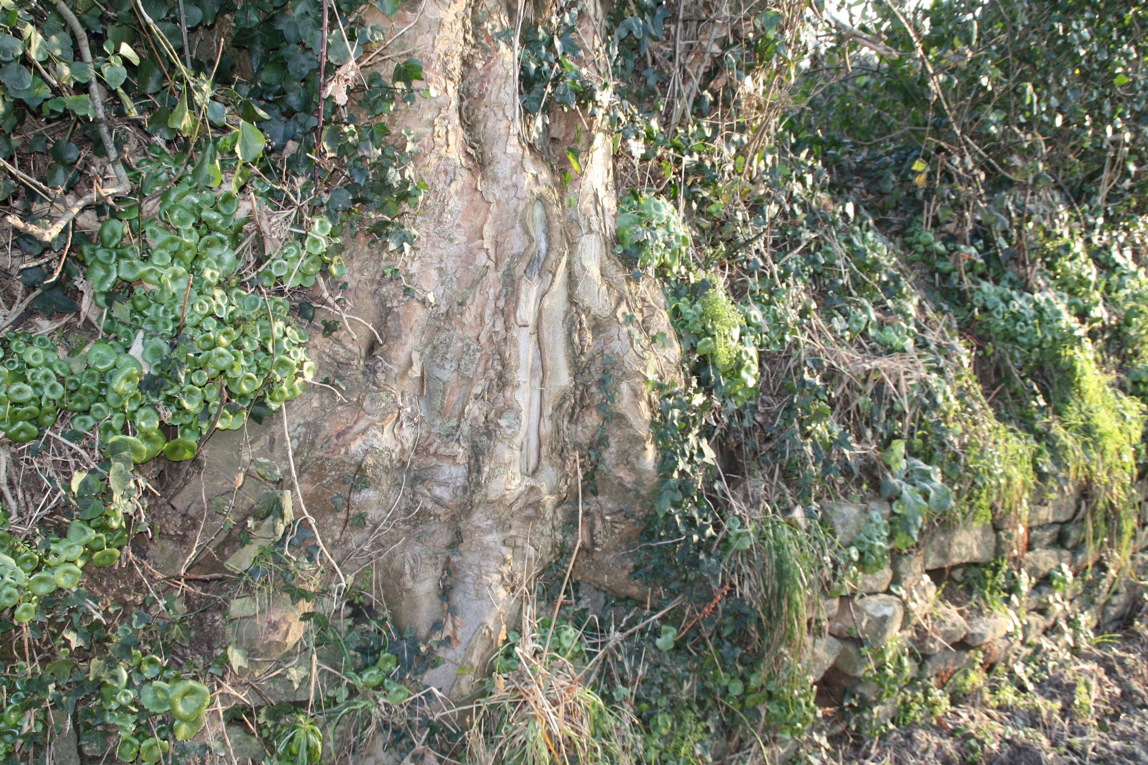 Fonds d'cran Nature Arbres - Forts 