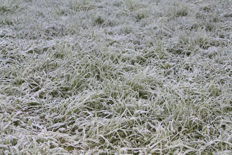 Fonds d'cran Nature Saisons - Hiver Gelée matinale 