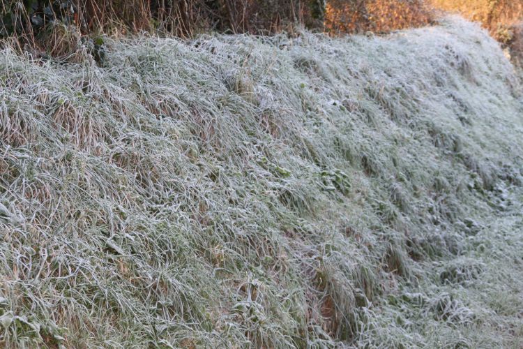 Fonds d'cran Nature Saisons - Hiver Gelée matinale 