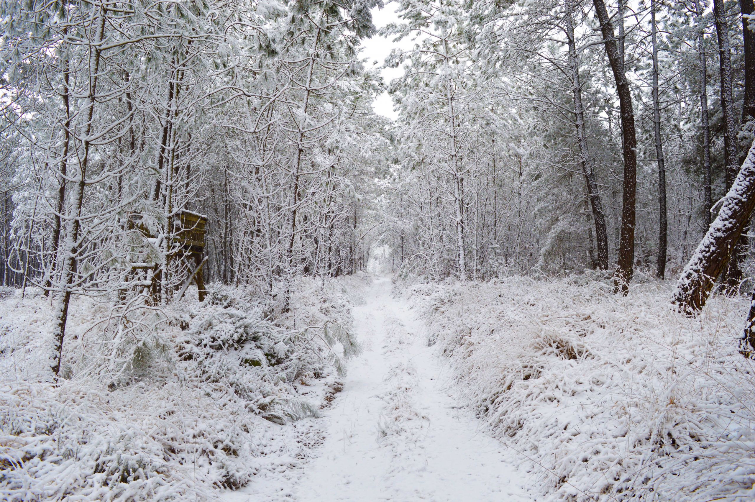 Fonds d'cran Nature Saisons - Hiver fort de Berc