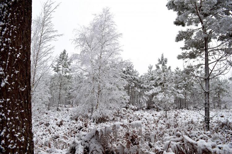 Fonds d'cran Nature Saisons - Hiver fort de Berc