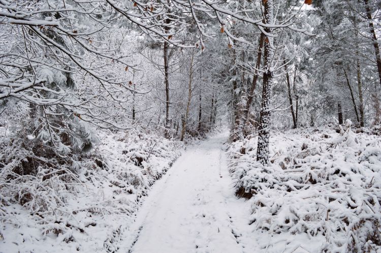 Fonds d'cran Nature Saisons - Hiver fort de Berc