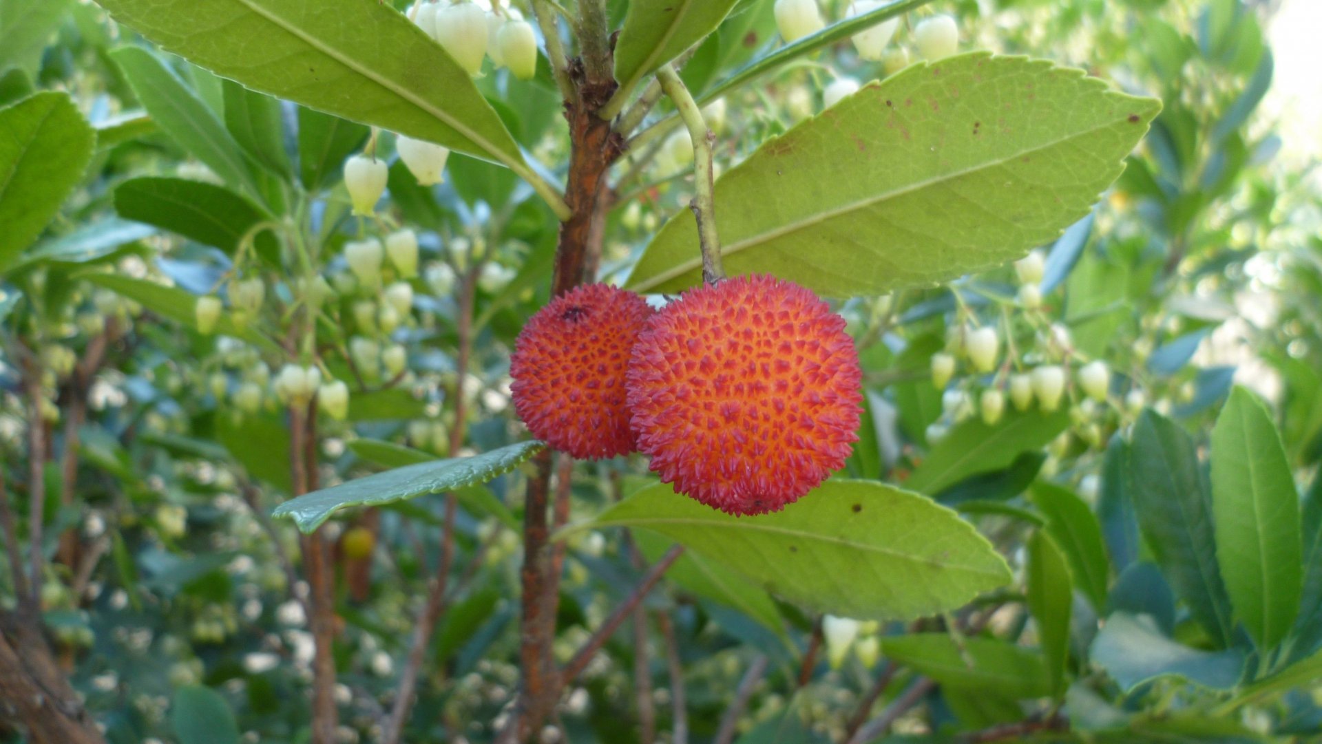 Fonds d'cran Nature Fruits 