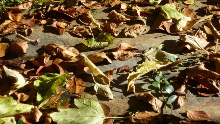 Fonds d'cran Nature Feuilles - Feuillages Wallpaper N424952