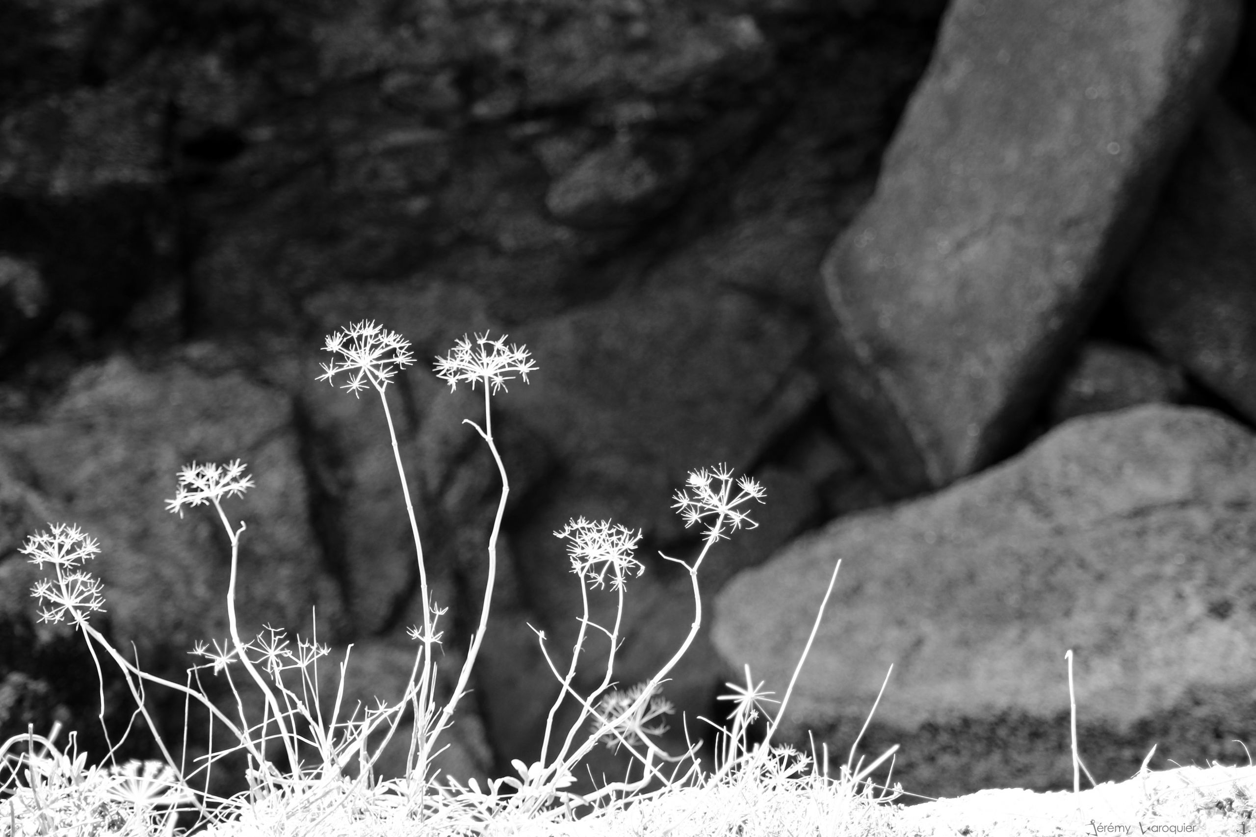 Fonds d'cran Nature Fleurs Contrastes