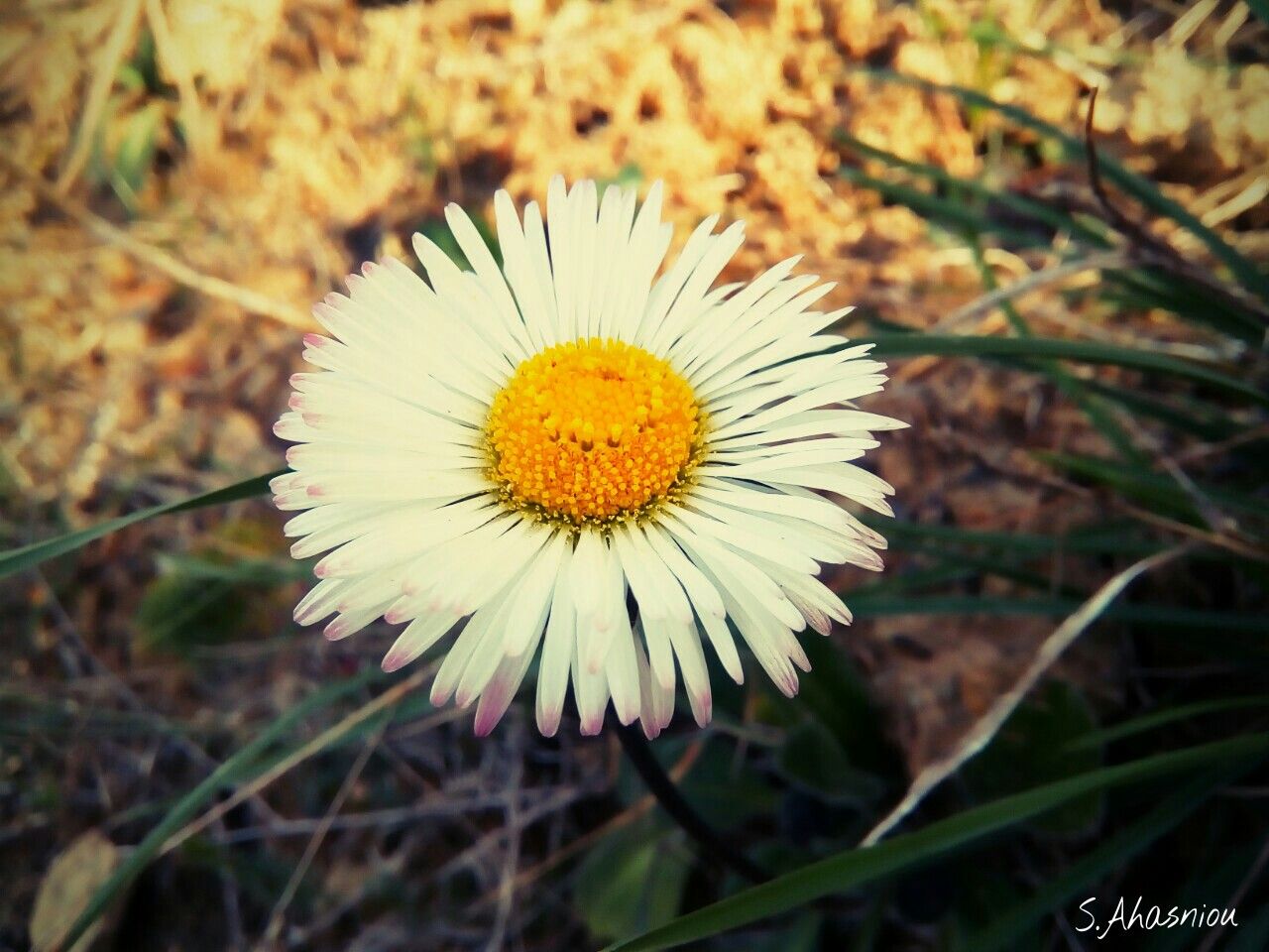 Fonds d'cran Nature Fleurs 