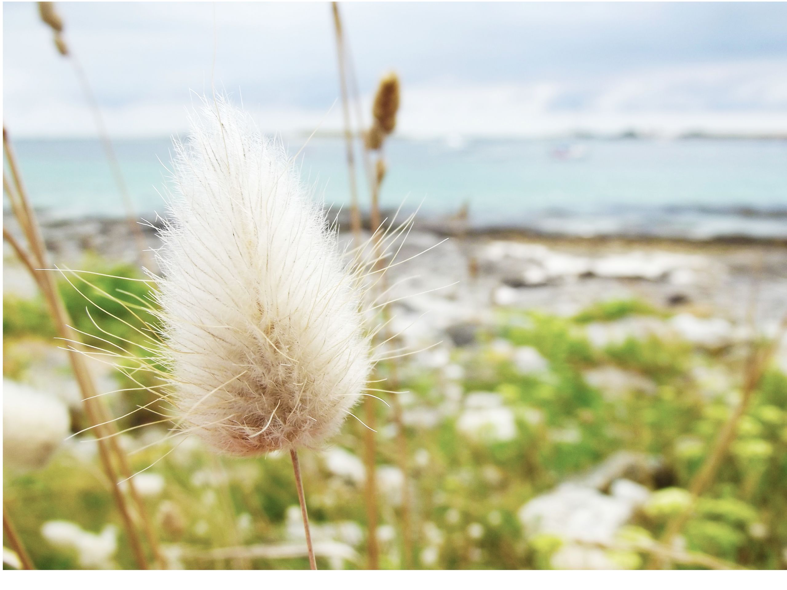 Fonds d'cran Nature Mers - Ocans - Plages Flower