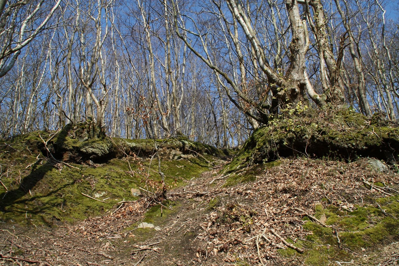 Fonds d'cran Nature Arbres - Forts 