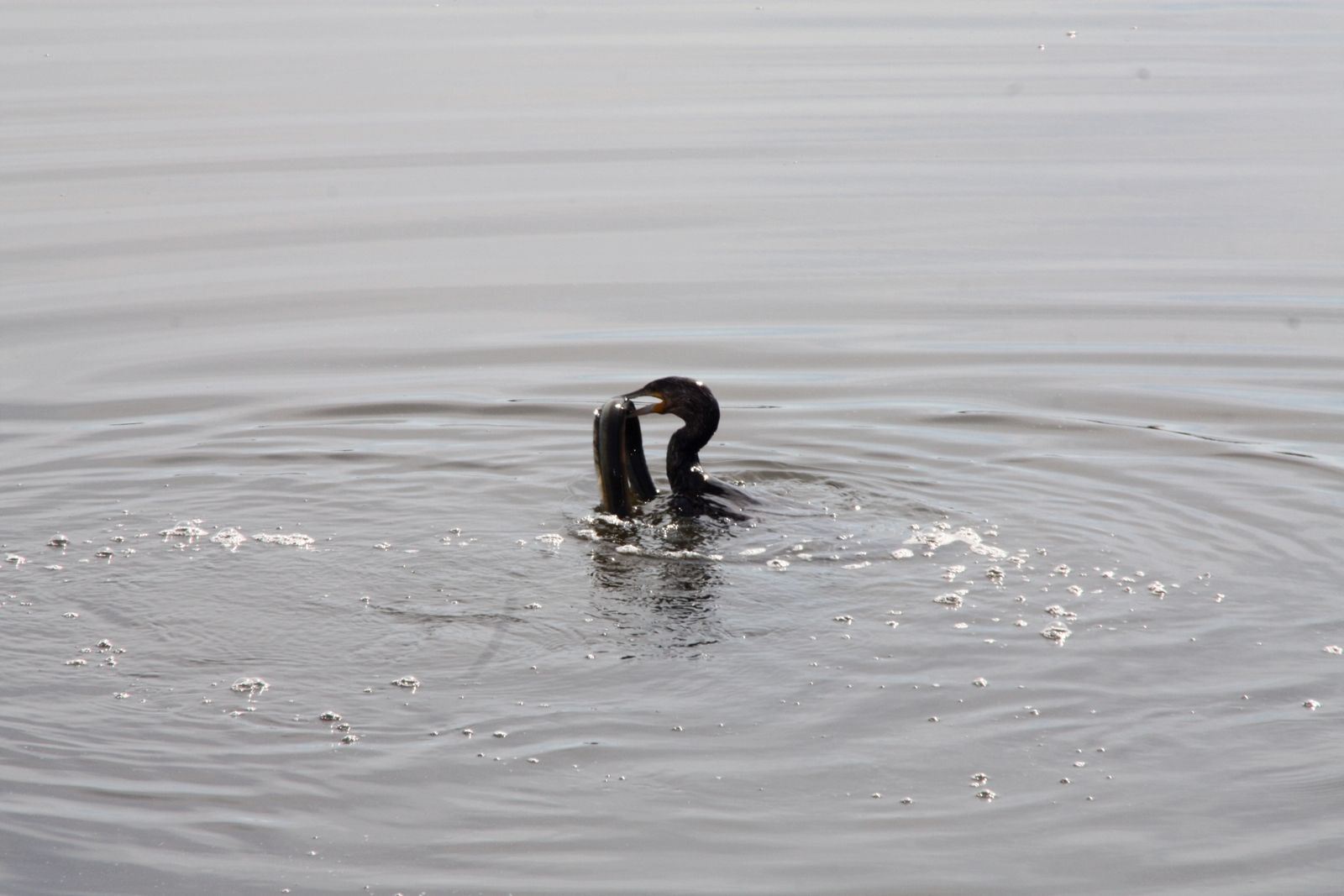 Wallpapers Animals Birds - Cormorants 