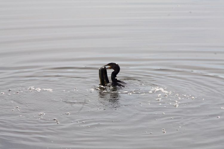 Wallpapers Animals Birds - Cormorants Wallpaper N425386