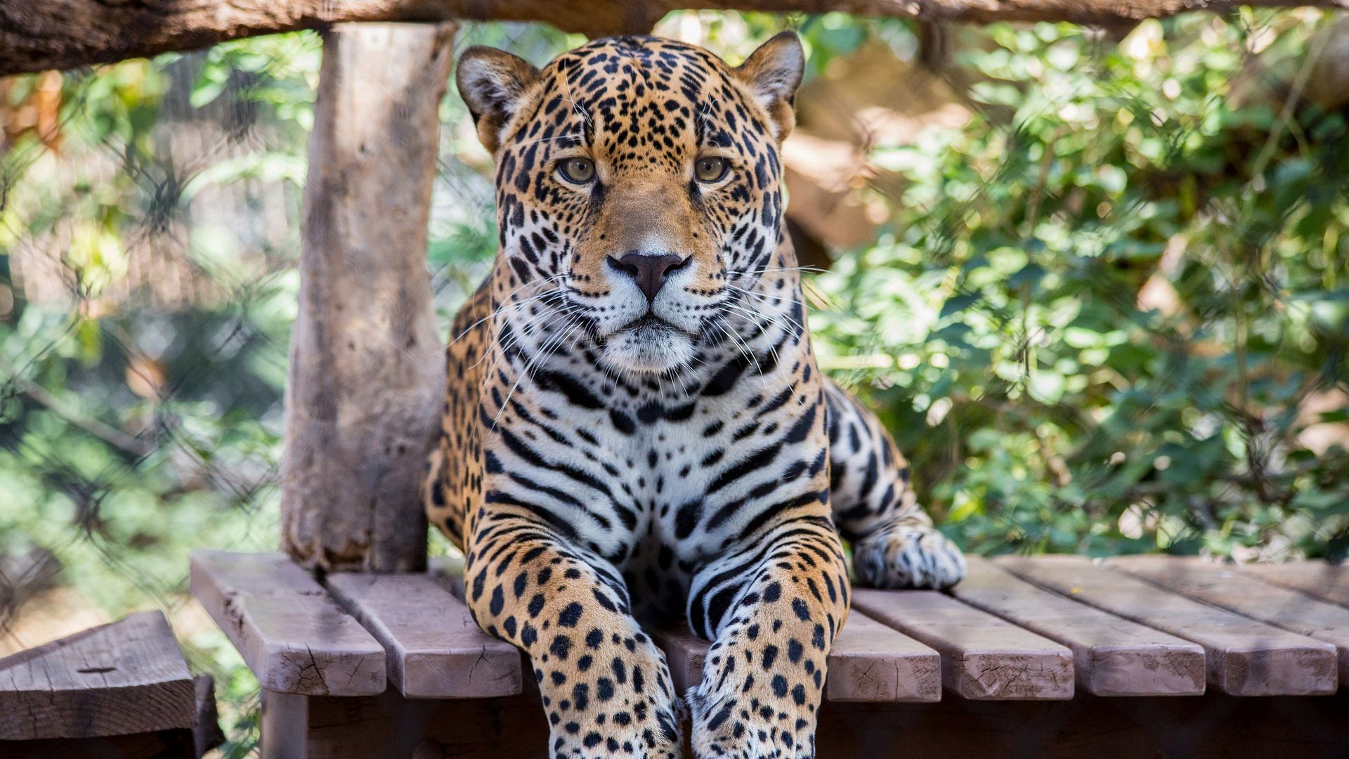 Wallpapers Animals Felines - Jaguars 