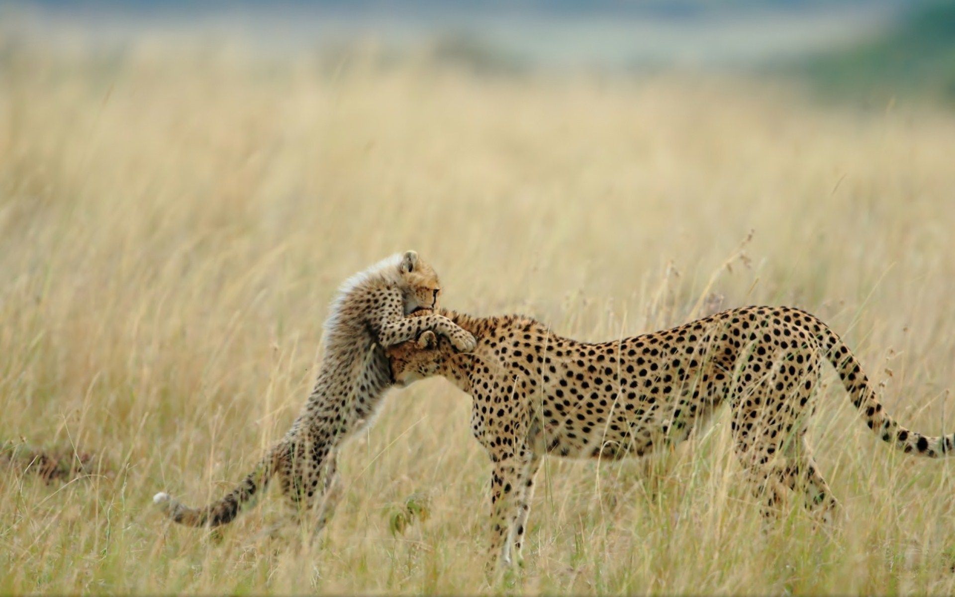 Wallpapers Animals Felines - Cheetahs 