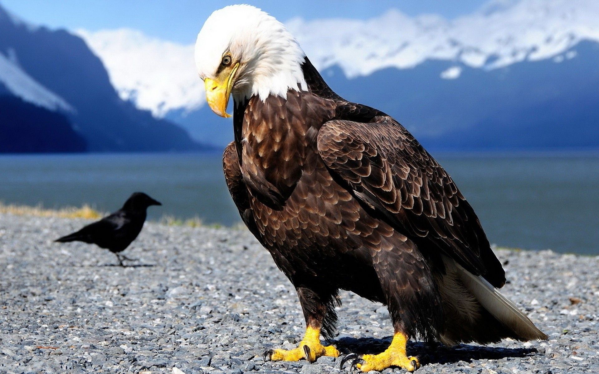 Wallpapers Animals Birds - Eagles 