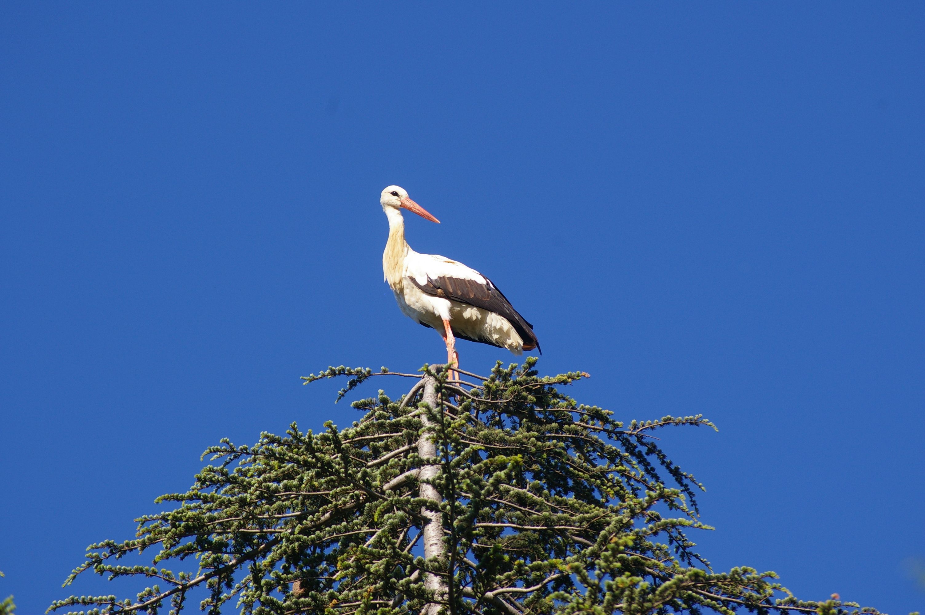 Fonds d'cran Animaux Oiseaux - Cigognes le cigogne