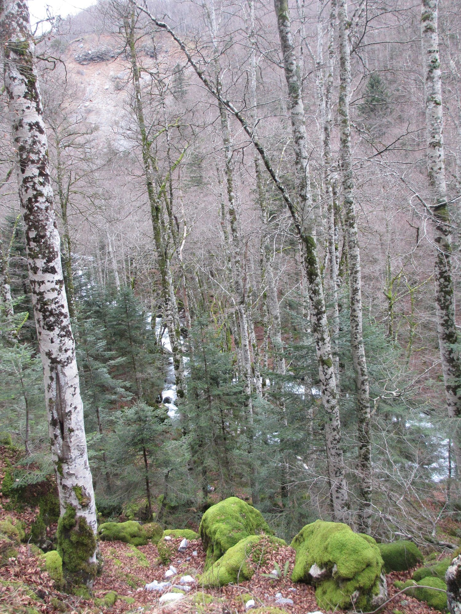 Fonds d'cran Nature Arbres - Forts Forêt, Pyrénées atlantiques