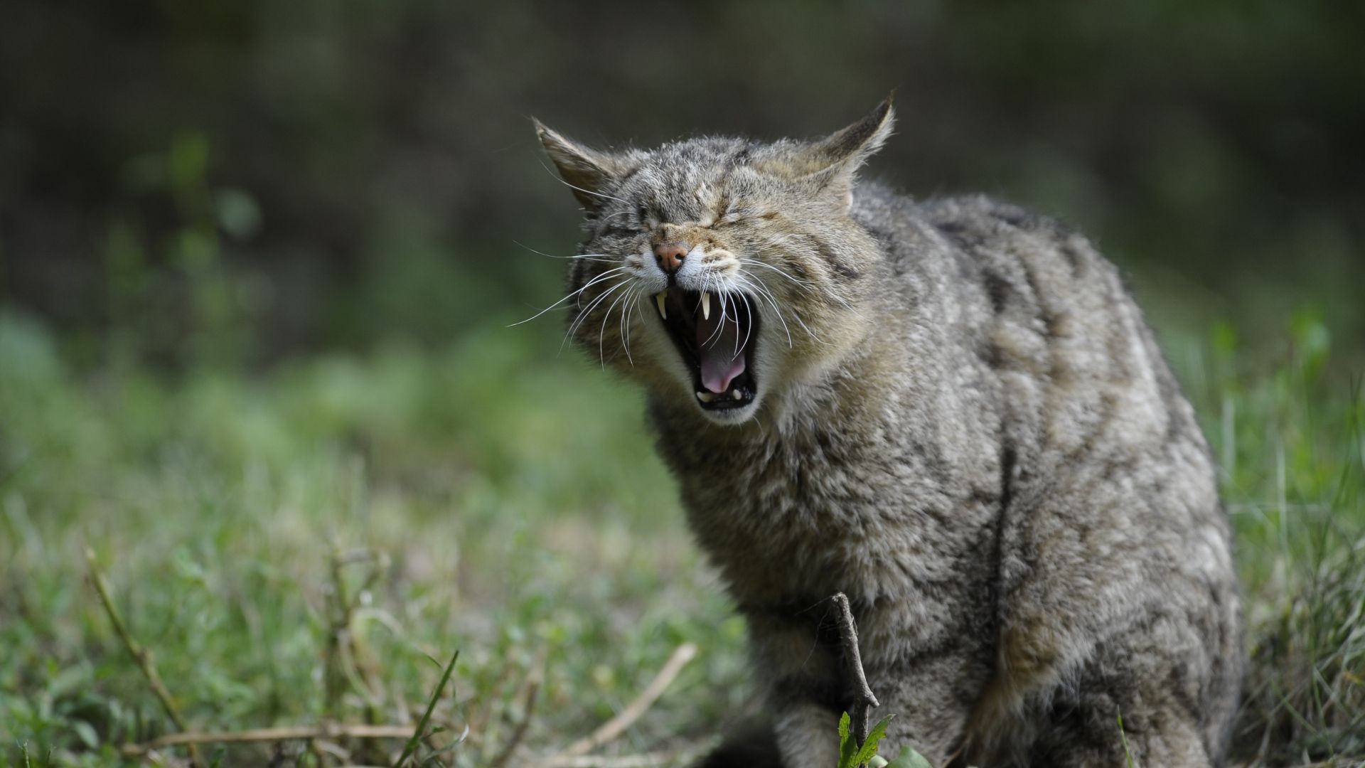 Fonds d'cran Animaux Chats - Chatons 