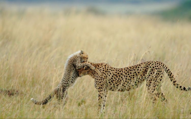 Wallpapers Animals Felines - Cheetahs Wallpaper N425427