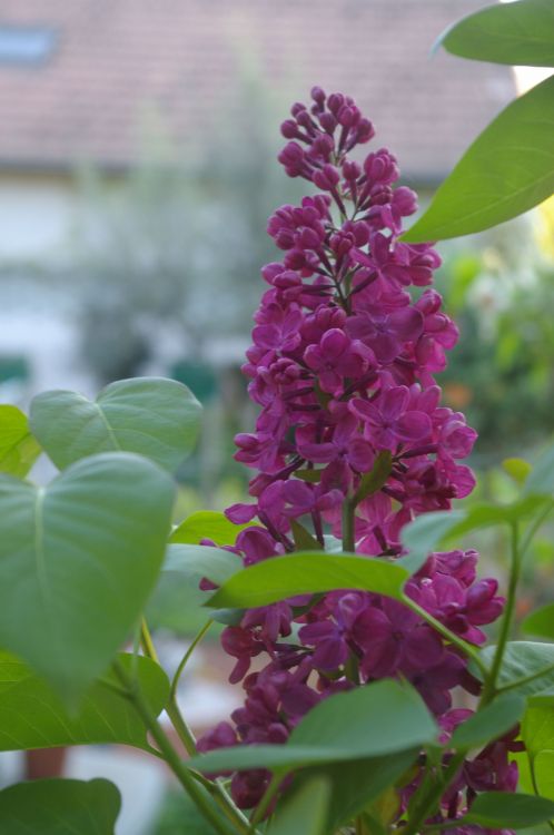 Fonds d'cran Nature Fleurs le lilas