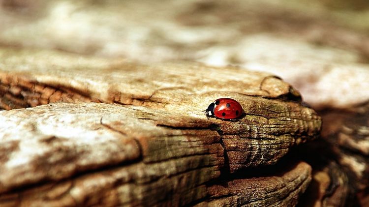 Fonds d'cran Animaux Insectes - Coccinelles Wallpaper N425557