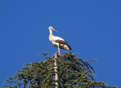  Animaux le cigogne