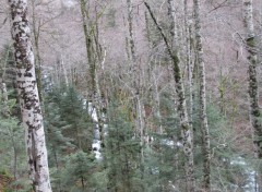  Nature Forêt, Pyrénées atlantiques