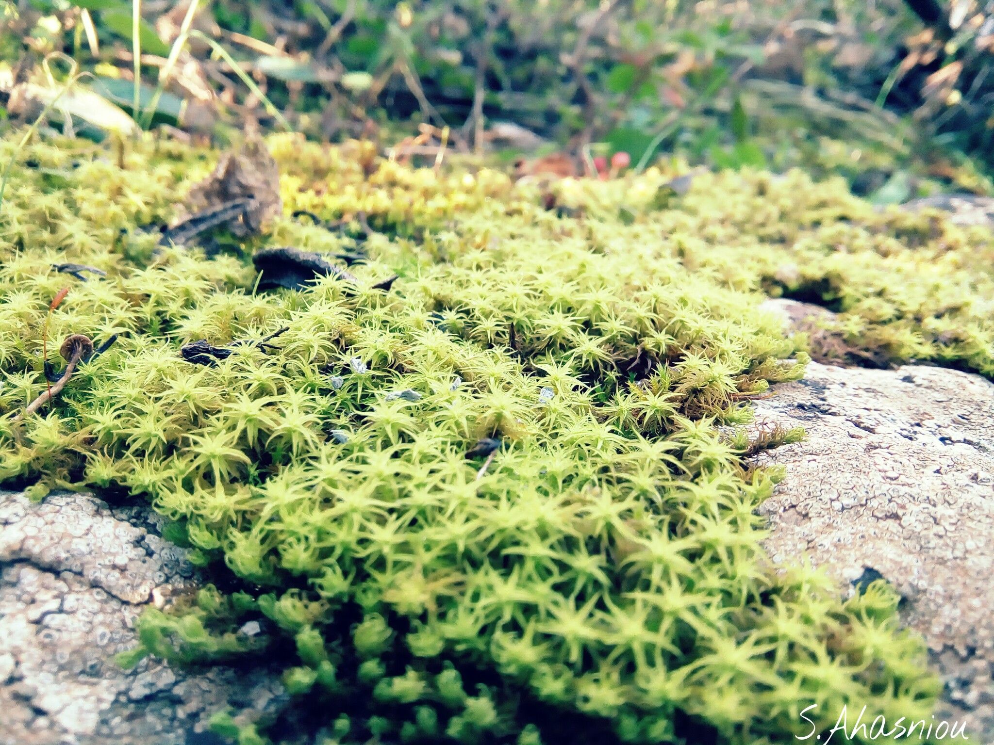 Wallpapers Nature Moss - Lichens 