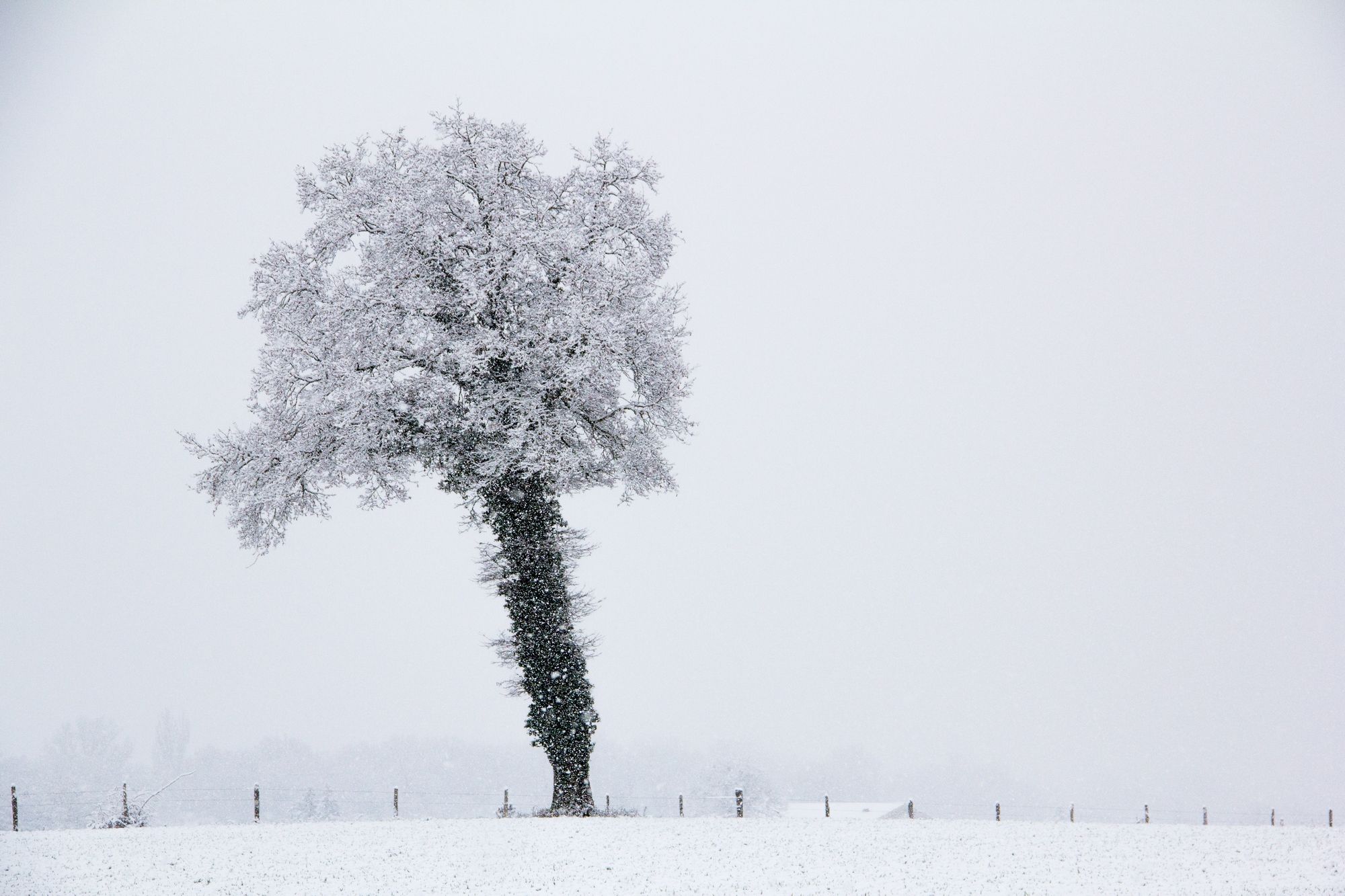 Fonds d'cran Nature Arbres - Forts Les Arbres