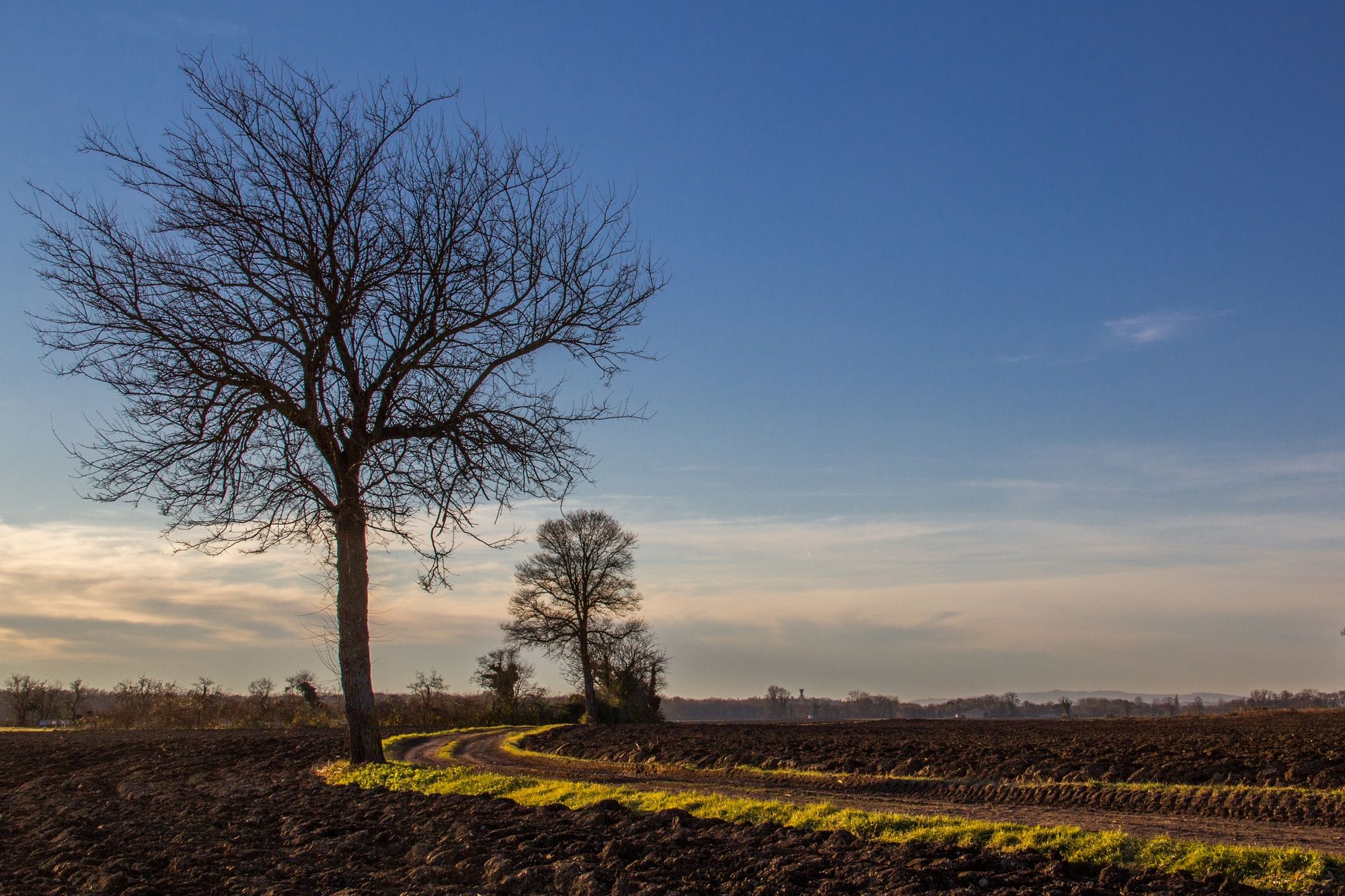 Wallpapers Nature Trees - Forests Les Arbres