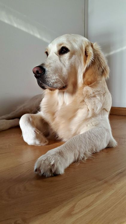 Fonds d'cran Animaux Chiens Golden Retriver