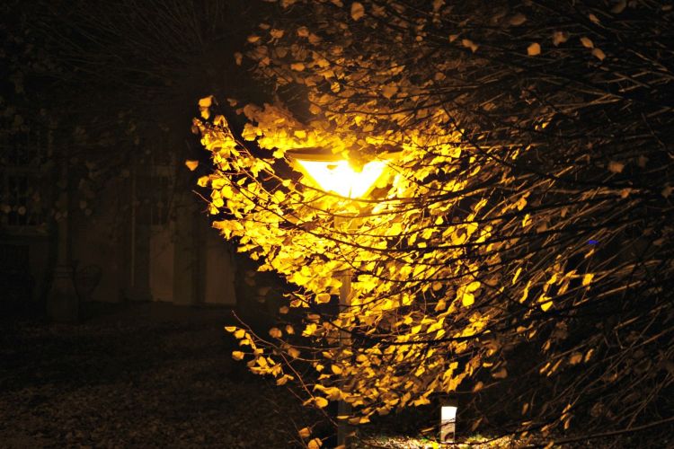 Wallpapers Objects Lights Lampadaire et feuilles