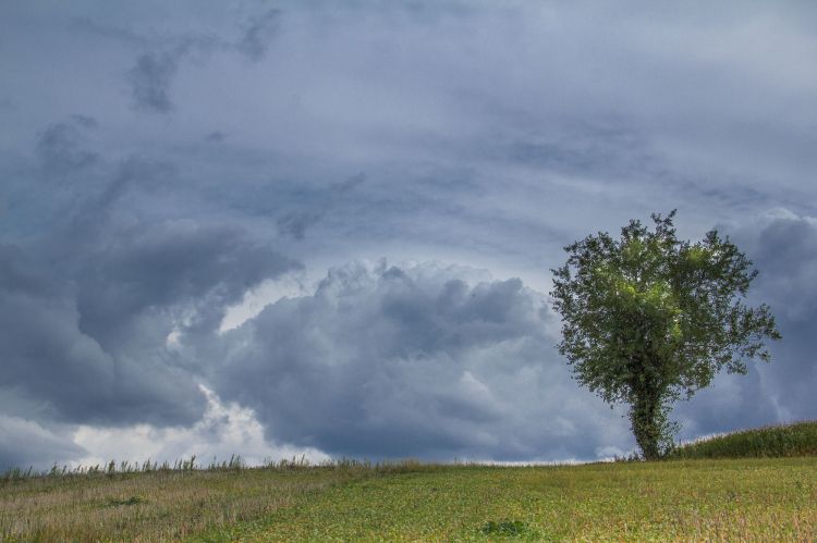 Fonds d'cran Nature Arbres - Forts Les Arbres