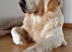  Animaux Golden Retriver