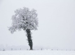  Nature Les Arbres