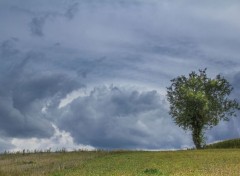  Nature Les Arbres