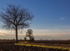  Nature Les Arbres